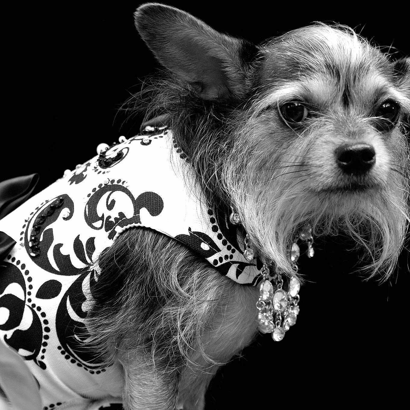 Bella is registered to the contest to win money with this photo: