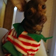 Rose joined the competition — help win amazing prizes! dog, pet, animal, indoor, clothing, costume, red, white, green, small_dog, blurred, cute, ears, face, chair, house, cozy, portrait, looking, furry