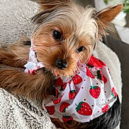 Lola is registered to the contest to win money with this photo: dog, puppy, yorkshire_terrier, pet, cute, small_dog, fur, ears, blanket, cozy, indoor, strawberry_pattern, clothing, animal, looking_up, fluffy, texture, adorable, resting, brown_fur