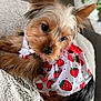 dog, puppy, yorkshire_terrier, pet, cute, small_dog, fur, ears, blanket, cozy, indoor, strawberry_pattern, clothing, animal, looking_up, fluffy, texture, adorable, resting, brown_fur