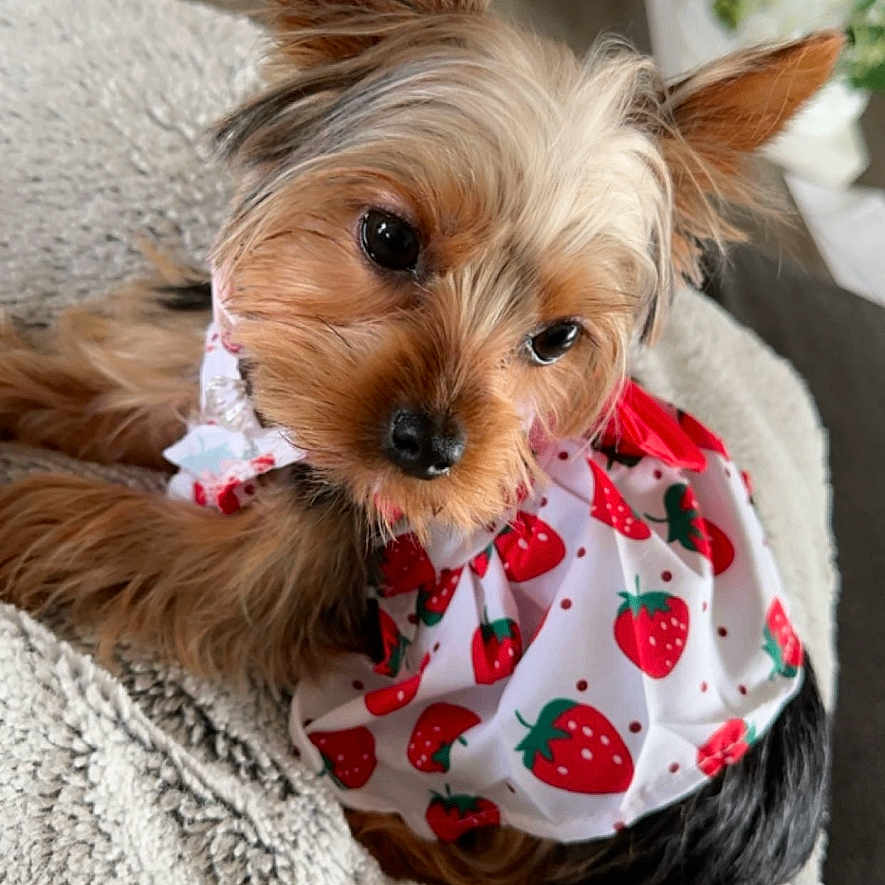 Lola is registered to the contest to win money with this photo: adorable, animal, blanket, brown_fur, clothing, cozy, cute, dog, ears, fluffy, fur, indoor, looking_up, pet, puppy, resting, small_dog, strawberry_pattern, texture, yorkshire_terrier