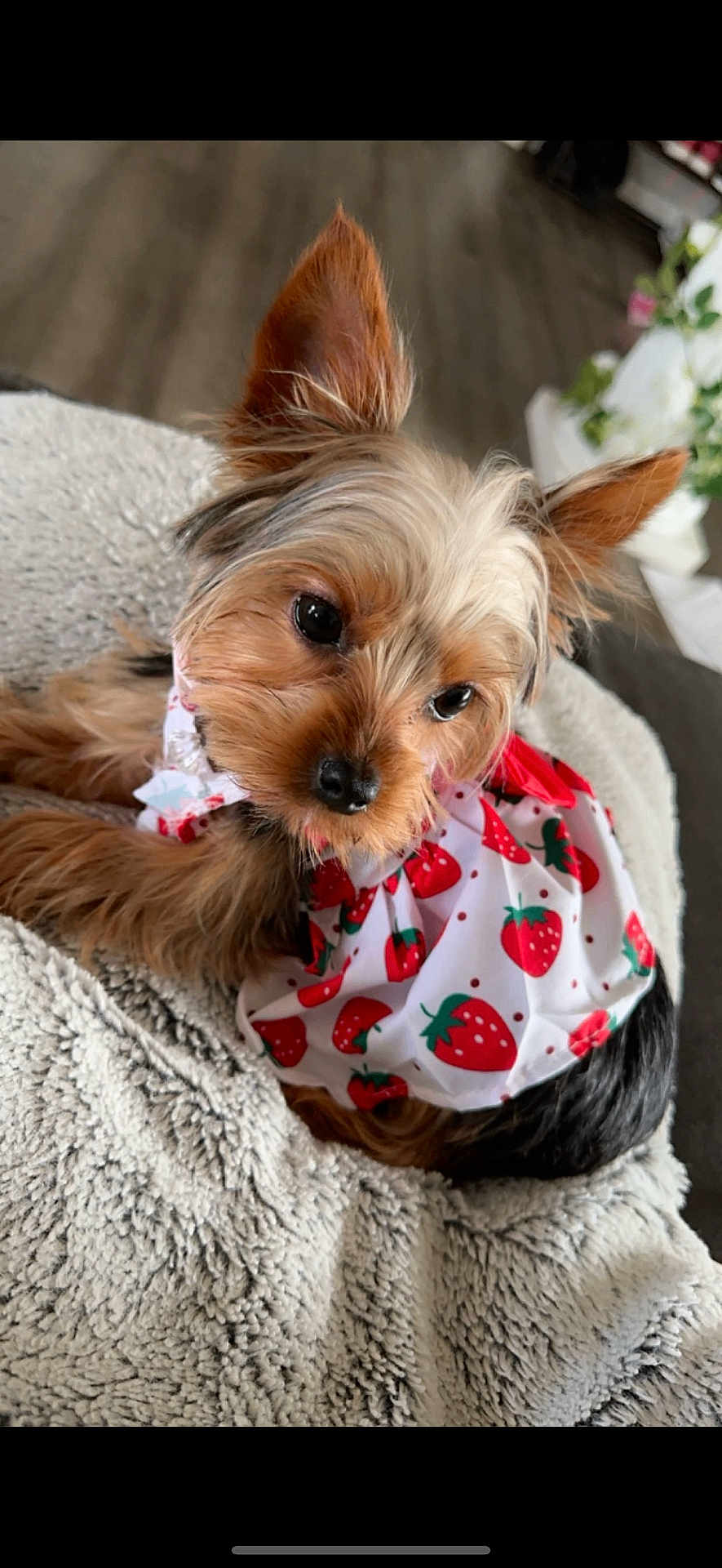 Lola is registered to the contest to win money with this photo: dog, puppy, yorkshire_terrier, pet, cute, small_dog, fur, ears, blanket, cozy, indoor, strawberry_pattern, clothing, animal, looking_up, fluffy, texture, adorable, resting, brown_fur