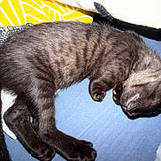 Ange participe au concours pour gagner de l'argent avec cette photo : kitten, cat, sleeping, black_cat, pet, animal, fur, whiskers, paws, relaxed, nap, bed, bedding, blanket, indoors, cozy, cute, lying_down, striped_fur, close_up