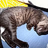 kitten, cat, sleeping, black_cat, pet, animal, fur, whiskers, paws, relaxed, nap, bed, bedding, blanket, indoors, cozy, cute, lying_down, striped_fur, close_up