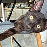 cat, black_cat, pet, animal, feline, golden_eyes, large_eyes, lying_down, lounging, chair, furniture, indoor, kitchen, home, portrait, close_up, whiskers, ears, fur, photography