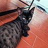 black_cat, cat, feline, pet, animal, portrait, close_up, green_eyes, ears, whiskers, fur, lying_down, relaxed, alert, indoor, terracotta_tiles, floor, glass_table, home, photography