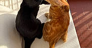 Ange a rejoint le concours — aidez-le/la à gagner de superbes lots ! black_cat, orange_cat, cats, feline, pet, animals, affectionate, nuzzling, nose_touch, sitting, cushion, white_cushion, indoors, window, sunlight, warm_lighting, tiled_floor, tail, ginger_fur, black_fur