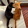 black_cat, orange_cat, cats, feline, pet, animals, affectionate, nuzzling, nose_touch, sitting, cushion, white_cushion, indoors, window, sunlight, warm_lighting, tiled_floor, tail, ginger_fur, black_fur