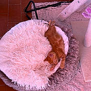 Balou a rejoint le concours — aidez-le/la à gagner de superbes lots ! cat, kitten, ginger_cat, sleeping, sleepy, curled_up, pet, animal, fluffy_blanket, pink_blanket, cozy, indoor, cat_bed, cat_tree, shaggy_rug, tile_floor, resting, peaceful, cute, home