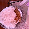 cat, kitten, ginger_cat, sleeping, sleepy, curled_up, pet, animal, fluffy_blanket, pink_blanket, cozy, indoor, cat_bed, cat_tree, shaggy_rug, tile_floor, resting, peaceful, cute, home