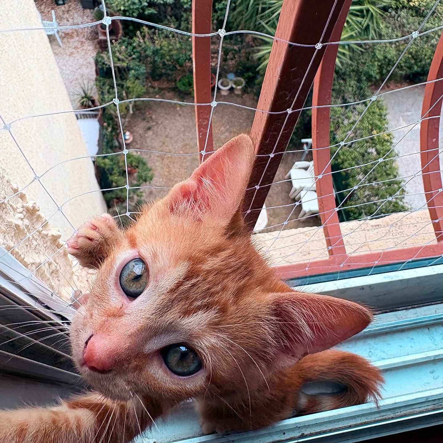 Balou