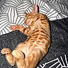 Balou a rejoint le concours — aidez-le/la à gagner de superbes lots ! kitten, cat, orange_tabby, sleeping, lying_down, belly_up, paws, toe_beans, pink_nose, closed_eyes, striped_fur, furry, cute, pet, indoor, bed, blanket, bedding, geometric_pattern, relaxed