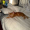 cat, kitten, orange_cat, sleeping, sleepy, bed, blanket, pillow, bedroom, indoors, cozy, resting, stretched_out, fur, tabby, cute, pet,  домашний_животное, curtain, household_items