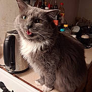 Fifi joined the competition — help win amazing prizes! cat, gray_cat, white_fur, kitchen, countertop, kettle, condiments, bottles, appliances, domestic, pet, feline, whiskers, tongue_out, indoor, cute, fluffy, fur, expression, home