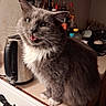 cat, gray_cat, white_fur, kitchen, countertop, kettle, condiments, bottles, appliances, domestic, pet, feline, whiskers, tongue_out, indoor, cute, fluffy, fur, expression, home