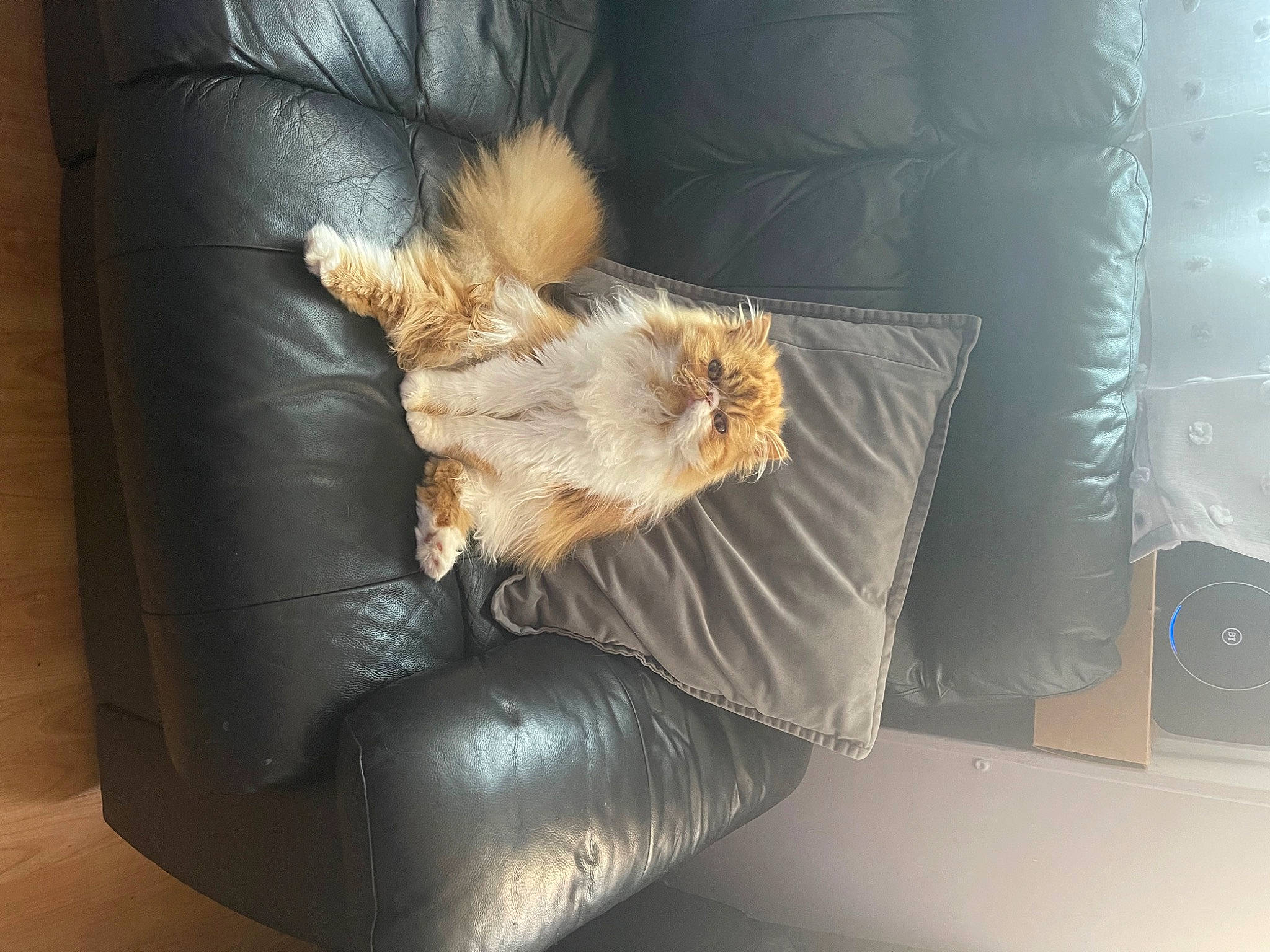 Bianca joined the competition — help win amazing prizes! carnivore, cat, comfort, companion_dog, couch, fawn, felidae, foot, fur, human_leg, leather, living_room, room, sitting, small_to_medium_sized_cats, tail, textile, thigh, whiskers, wood