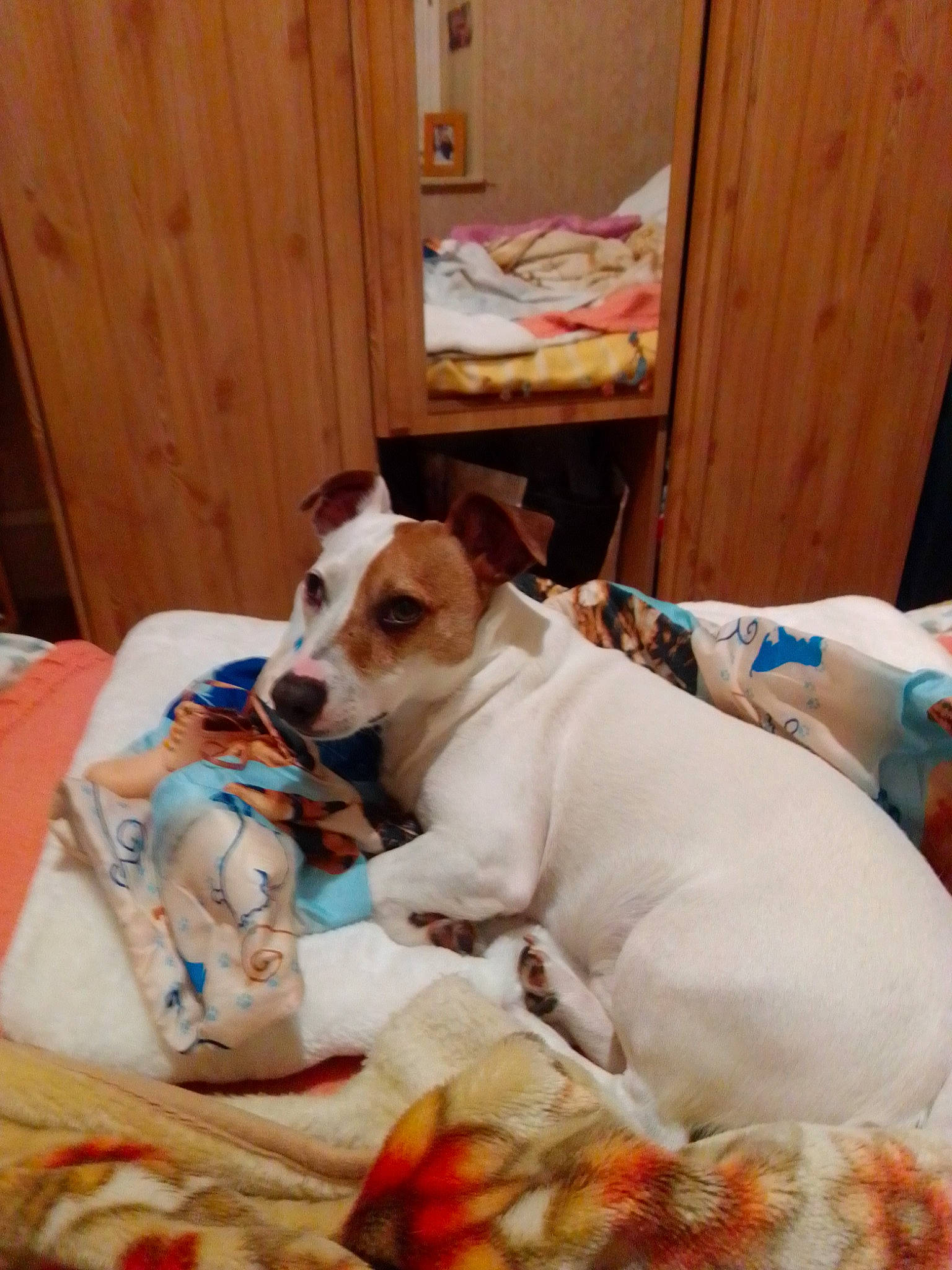 Pango a rejoint le concours — aidez-le/la à gagner de superbes lots ! canidae, carnivore, chair, collar, comfort, companion_dog, couch, dog, dog_breed, dog_supply, fawn, flooring, irishjacks, linens, room, snout, sporting_group, table, terrier, whiskers