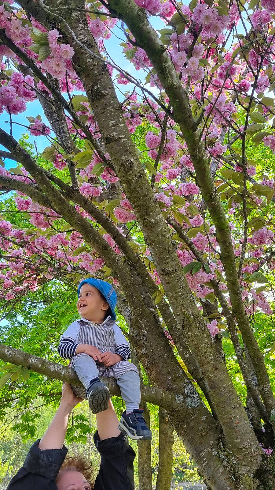 Yigit a rejoint le concours — aidez-le/la à gagner de superbes lots ! baby_toddler_clothing, blossom, blurred, botany, branch, deciduous, electric_blue, flower, grass, headwear, leaf, leisure, magenta, people_in_nature, person, petal, pink, plant, sky, tree