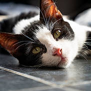 Bandit a rejoint le concours — aidez-le/la à gagner de superbes lots ! animal, black_and_white, cat, close_up, cute, domestic_cat, ears, floor, fur, green_eyes, indoor, lying_down, nose, pet, portrait, reflection, relaxed, soft_light, tile, whiskers