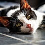 animal, black_and_white, cat, close_up, cute, domestic_cat, ears, floor, fur, green_eyes, indoor, lying_down, nose, pet, portrait, reflection, relaxed, soft_light, tile, whiskers