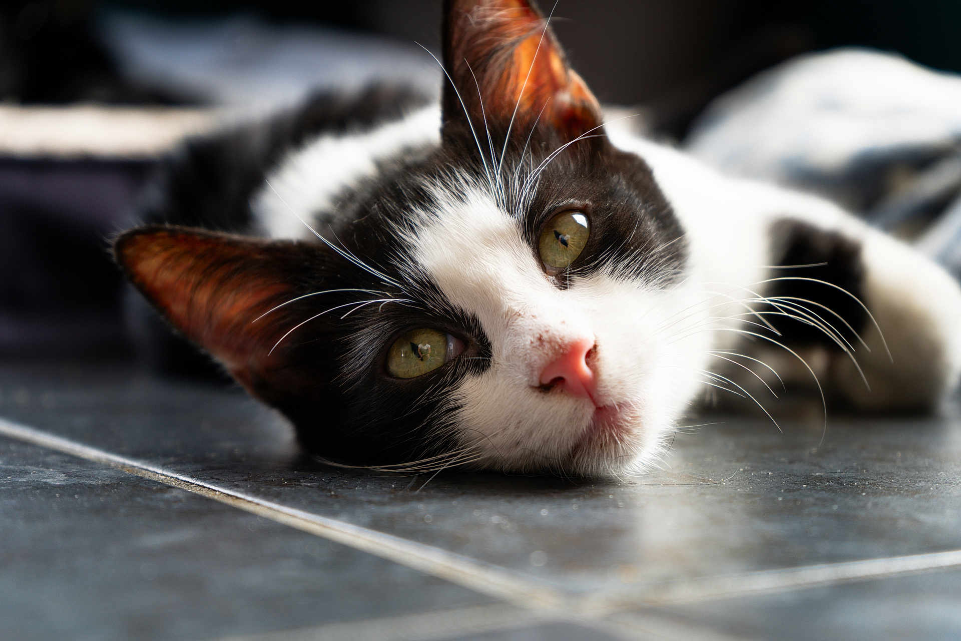Bandit participe au concours pour gagner de l'argent avec cette photo : animal, black_and_white, cat, close_up, cute, domestic_cat, ears, floor, fur, green_eyes, indoor, lying_down, nose, pet, portrait, reflection, relaxed, soft_light, tile, whiskers