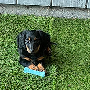 Marvin is registered to the contest to win money with this photo: adorable, animal, artificial_grass, black, bone, canine, cute, dog, fur, grass, looking, outdoor, paw, pet, playing, puppy, small_dog, tan, toy, young_dog