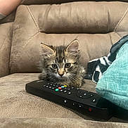 Crosby is registered to the contest to win money with this photo: animal, architecture, baby, building, cat, couch, cushion, electronics, furniture, homedecor, indoors, interiordesign, kitten, livingroom, manx, person, pet, remotecontrol, room, videogaming