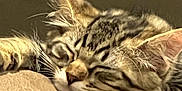 Crosby joined the competition — help win amazing prizes! abyssinian, animal, cat, chair, couch, egyptiancat, electronics, furniture, hardware, kitten, manx, ocelot, person, pet, sleeping, snout, tiger