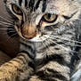 Crosby is registered to the contest to win money with this photo: abyssinian, animal, cat, couch, egyptiancat, furniture, kitten, manx, ocelot, person, pet, sleeping