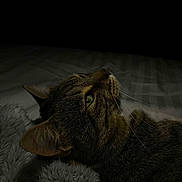 Meyko participe au concours pour gagner de l'argent avec cette photo : animal, bed, blanket, cat, close_up, cozy, dark_background, feline, fur, green_eyes, indoor, lying_down, pet, portrait, quiet, side_view, sleepy, soft_texture, tabby_cat, whiskers