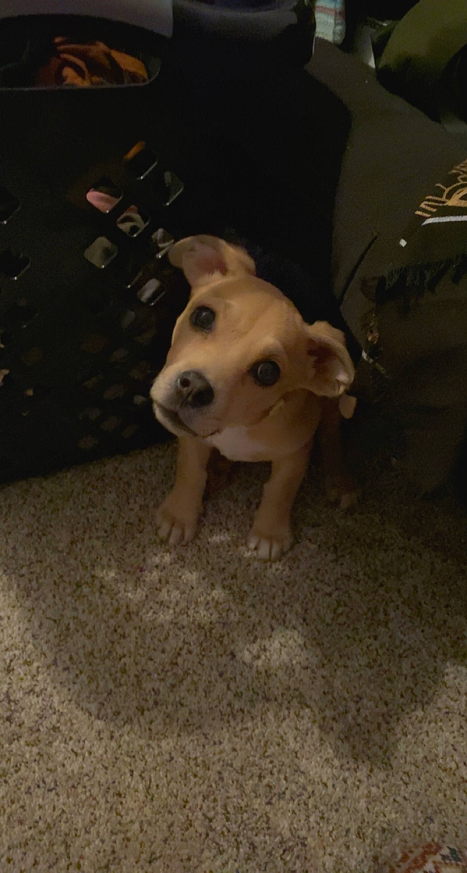 Evie joined the competition — help win amazing prizes! canidae, carnivore, companion_dog, darkness, dog, dog_breed, dog_supply, fawn, flash_photography, flooring, guard_dog, night, non_sporting_group, snout, sporting_group, tail, terrestrial_animal, working_animal