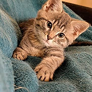 Athos a rejoint le concours — aidez-le/la à gagner de superbes lots ! kitten, cat, tabby, pet, animal, feline, whiskers, paws, fur, cute, indoor, blanket, cozy, curious, young, mammal, relaxed, closeup, soft, sleepy