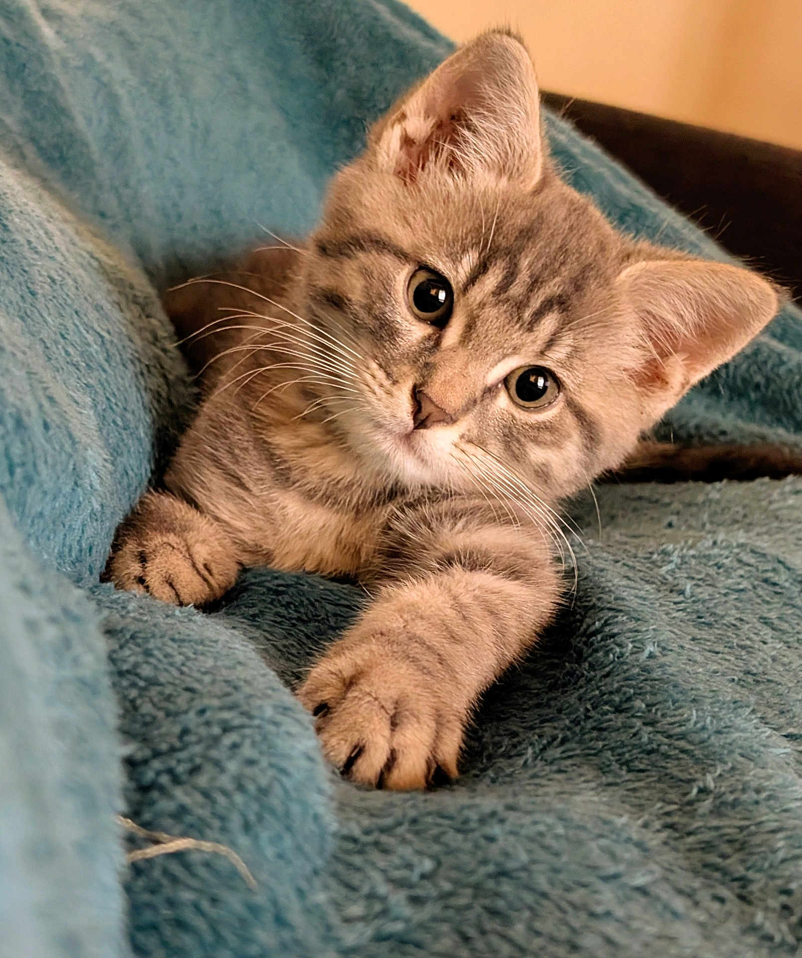Athos a rejoint le concours — aidez-le/la à gagner de superbes lots ! kitten, cat, tabby, pet, animal, feline, whiskers, paws, fur, cute, indoor, blanket, cozy, curious, young, mammal, relaxed, closeup, soft, sleepy