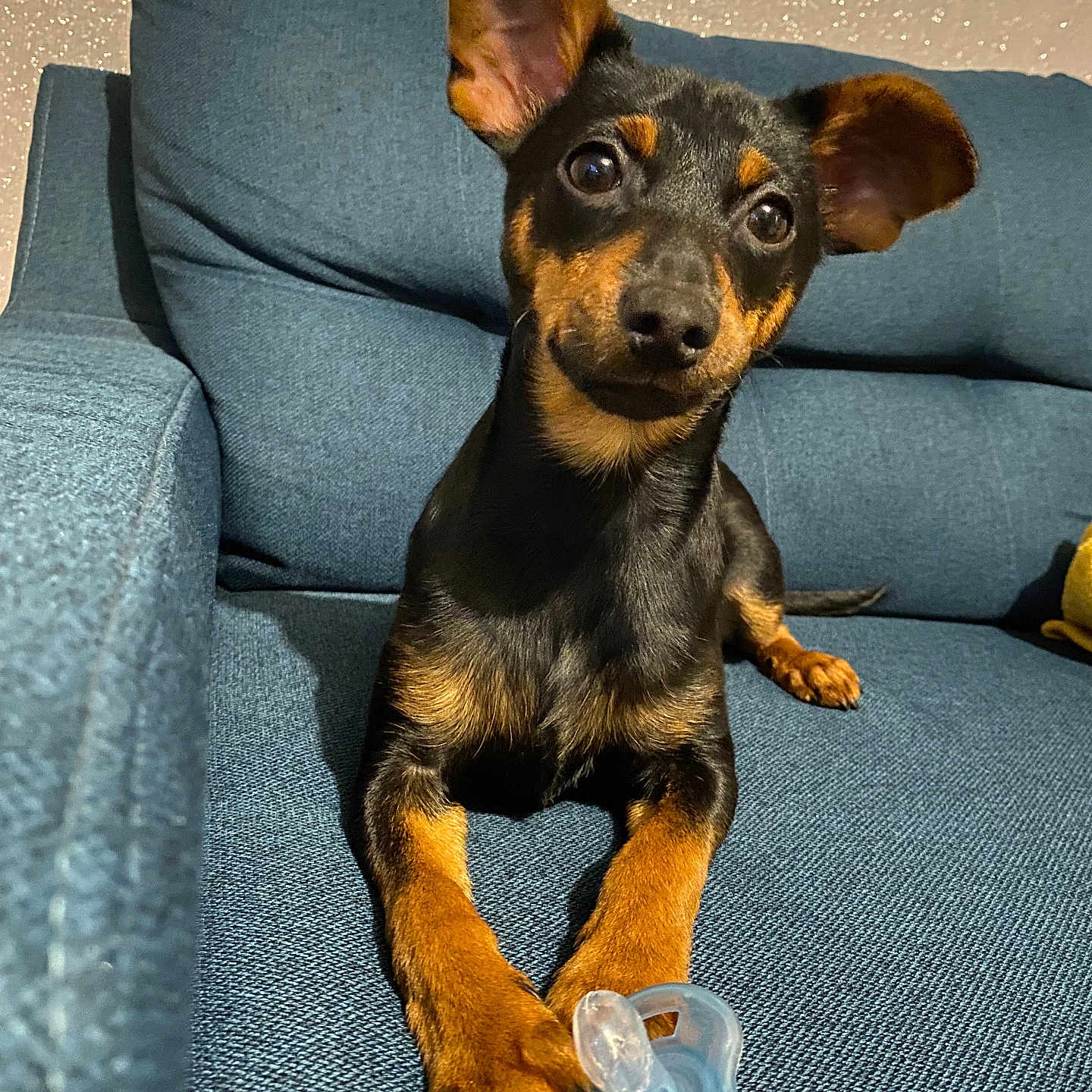 Willow participe au concours pour gagner de l'argent avec cette photo : animal, black_and_tan, blue_couch, closeup, couch, cute, dog, domestic_animal, ears_up, fur, household, indoor, looking_at_camera, pacifier, paw, pet, puppy, resting, small_dog, young_dog