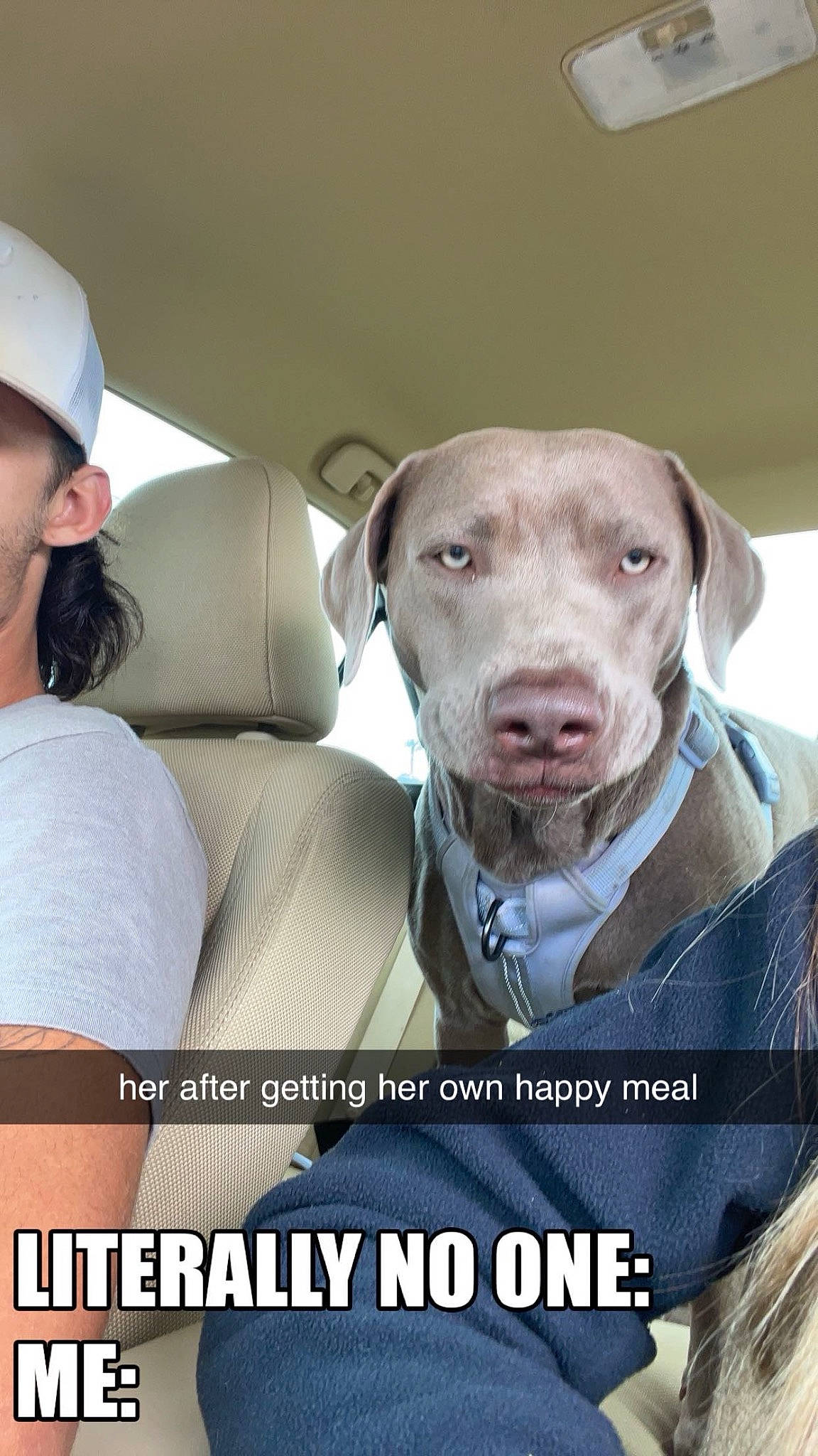 Oakley Mae joined the competition — help win amazing prizes! canidae, car_seat, carnivore, collar, comfort, companion_dog, dog, dog_breed, dog_supply, fawn, head_restraint, liver, photo_caption, pointing_breed, snout, sporting_group, vehicle_door, weimaraner, whiskers, working_animal