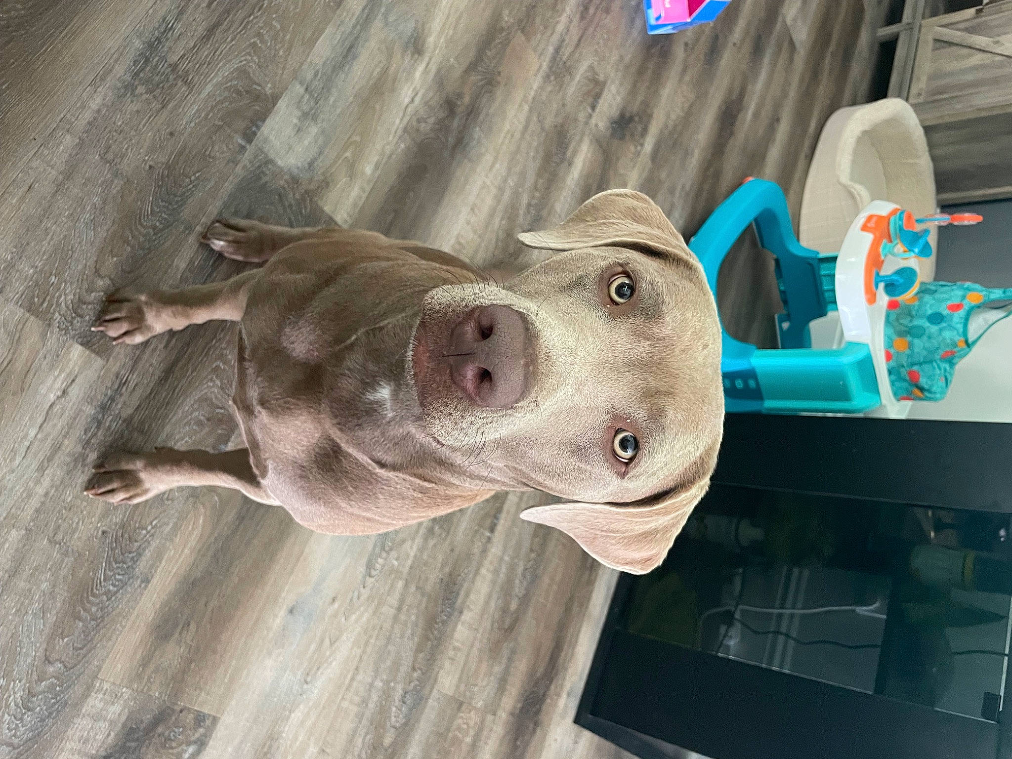 Oakley Mae is registered to the contest to win money with this photo: art, canidae, carnivore, companion_dog, dog, dog_breed, eyewear, fawn, fish, hardwood, jaw, machine, personal_protective_equipment, pet_supply, sculpture, selfie, snout, toy, wood, working_animal