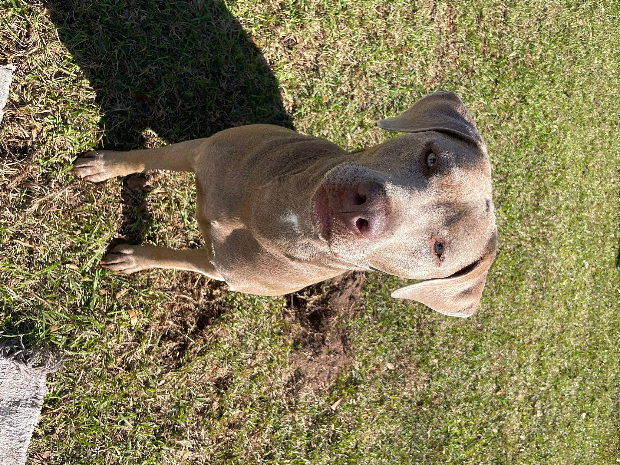 Oakley Mae joined the competition — help win amazing prizes! canidae, carnivore, companion_dog, dog, dog_breed, fawn, grass, marine_mammal, natural_material, non_sporting_group, snout, soil, sporting_group, tail, terrestrial_animal, whiskers, wildlife, working_animal