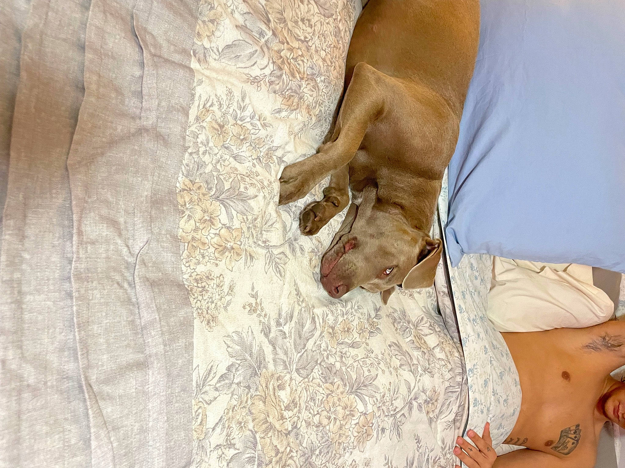 Oakley Mae is registered to the contest to win money with this photo: abdomen, carnivore, chest, comfort, companion_dog, dog, dog_breed, elbow, fawn, fur, gesture, human_leg, knee, leg, nail, shorts, thigh, wood, working_animal, wrist