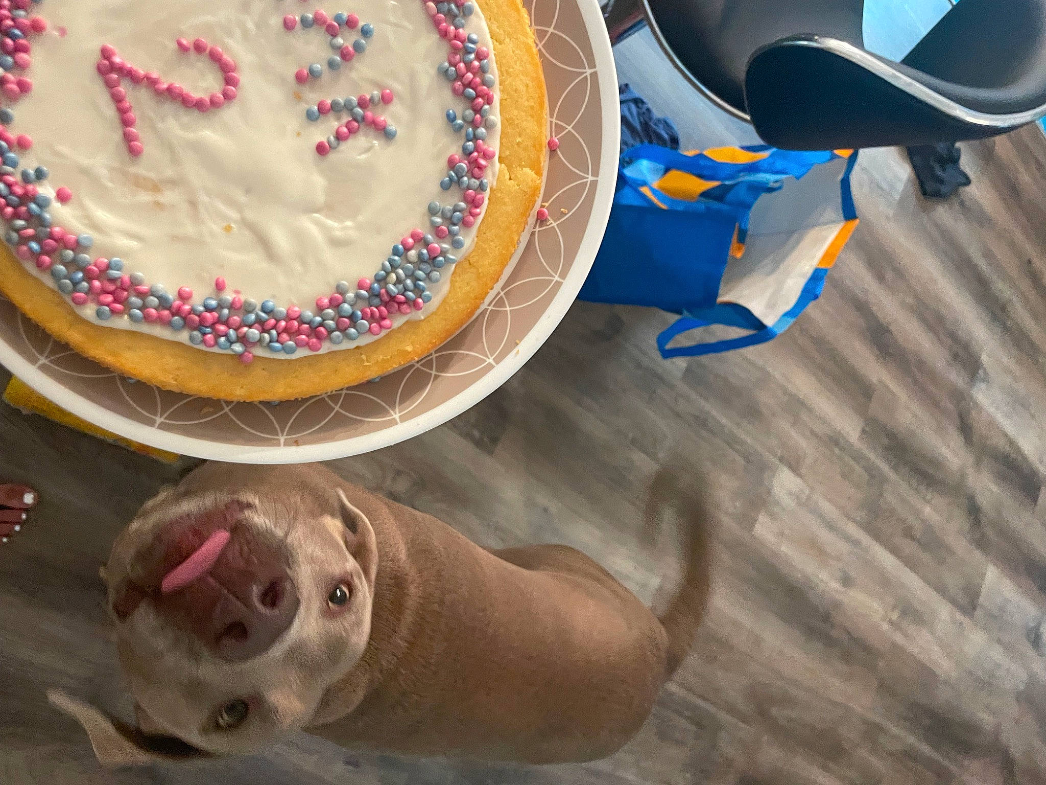 Oakley Mae is registered to the contest to win money with this photo: cake, cake_decorating, carnivore, dessert, dishware, dog, flooring, food, icing, ingredient, kuchen, plate, platter, porcelain, recipe, serveware, sugar_cake, table, tableware, wood