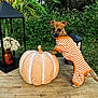Kai is registered to the contest to win money with this photo: dog, puppy, orange_striped_clothing, pumpkin, wooden_table, greenery, outdoor, lantern, flowers, fall, festive, cute, small_dog, nature, plants, decor, animal, pet, grass, autumn