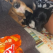 Kai is registered to the contest to win money with this photo: dog, puppy, couch, blanket, quilt, snack, chex_mix, person, brown_dog, black_dog, indoor, pet, relaxed, cute, closeup, food_package, fabric, seated, companion, home