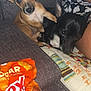 dog, puppy, couch, blanket, quilt, snack, chex_mix, person, brown_dog, black_dog, indoor, pet, relaxed, cute, closeup, food_package, fabric, seated, companion, home