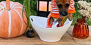 Kai is registered to the contest to win money with this photo: dog, puppy, sweater, bowl, pumpkin, lantern, flowers, vase, wooden_table, outdoor, grass, greenery, decor, fall, cute, small_dog, striped_clothing, plant, nature, pet