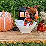 dog, puppy, sweater, bowl, pumpkin, lantern, flowers, vase, wooden_table, outdoor, grass, greenery, decor, fall, cute, small_dog, striped_clothing, plant, nature, pet
