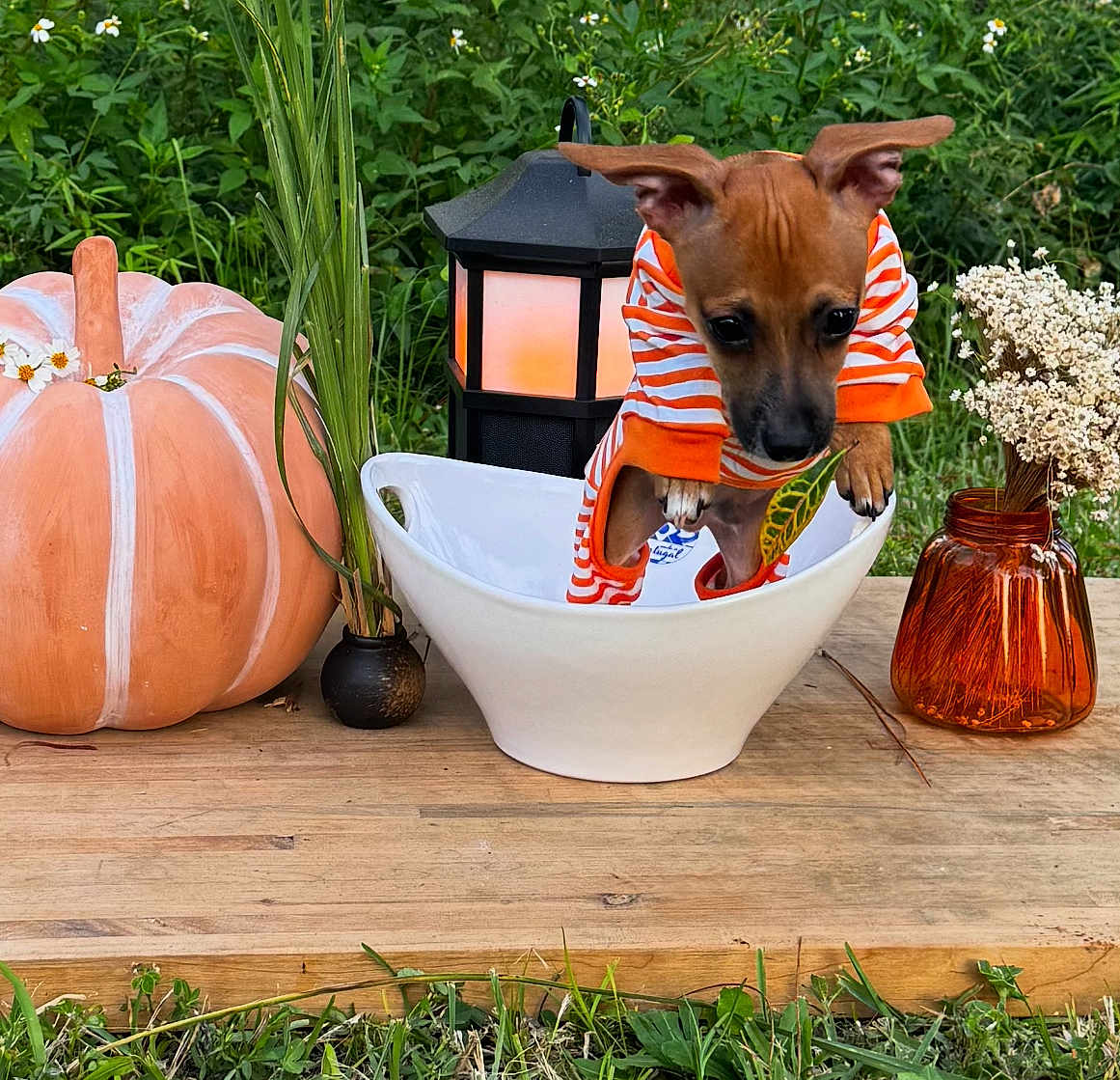 Kai is registered to the contest to win money with this photo: dog, puppy, sweater, bowl, pumpkin, lantern, flowers, vase, wooden_table, outdoor, grass, greenery, decor, fall, cute, small_dog, striped_clothing, plant, nature, pet
