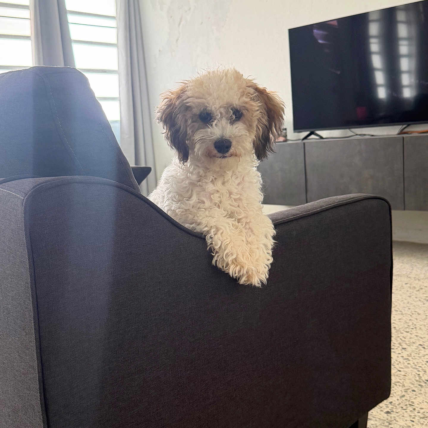 Oliver joined the competition — help win amazing prizes! dog, curly_hair, chair, armrest, living_room, television, window, blinds, furniture, pet, indoor, floor, curious, cozy, modern, natural_light, gray, cute, animal, relaxed
