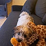 Oliver is registered to the contest to win money with this photo: dog, plush_toy, giraffe_toy, couch, living_room, curly_hair, pet, indoor, cozy, furniture, brown, white, cute, animal, resting, close_up, soft_texture, home, relaxing, toy