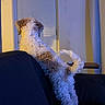 Oliver joined the competition — help win amazing prizes! dog, curly_fur, white_dog, brown_patches, couch, indoor, door, wall, light, shadow, pet, looking, standing, tail, furniture, home, animal, companion, curious, quiet