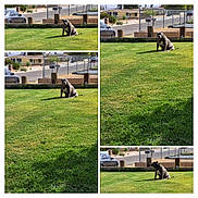 Bellablue is registered to the contest to win money with this photo: dog, pet, sitting, grass, lawn, outdoor, suburban, residential, street, fence, parked_car, house, sunny, daylight, collage, multiple_views, black_dog, white_chest, collar, portrait