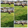 dog, pet, sitting, grass, lawn, outdoor, suburban, residential, street, fence, parked_car, house, sunny, daylight, collage, multiple_views, black_dog, white_chest, collar, portrait